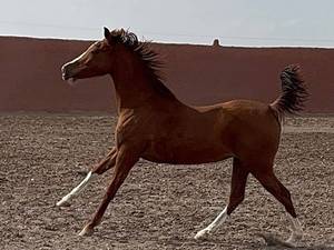 آموزش حرفه‌ای سوارکاری در باشگاه رفسنجان کرمان