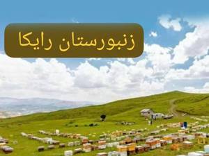 خرید و  قیمت عسل گون طبیعی در رباطكریم