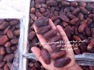 قیمت خرمای مجول صادراتی در قیروکارزین