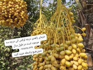 قیمت خرما زاهدی درجه 2 و درجه 3 در کازرون