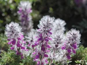 خرید و قیمت چای کوهی تازه و درجه یک