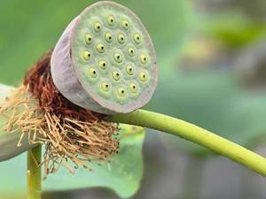 قایق سواری در مرداب و تجربه طبیعت‌گردی
