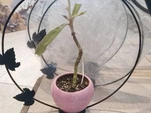 جاشمعی و جا گلدانی رومیزی