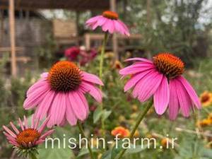 گل سرخارگل خرید و قیمت گل طبیعی سرخارگل