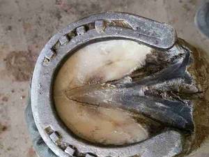 آرایش اسب در جنوب