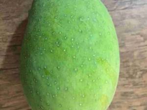 انبه محلي پیوندی در چندین  شهر جنوب کشور