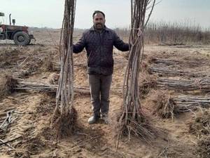 خرید نهال صنوبر سالم برای کاشت و پرورش
