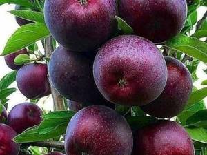 خرید نهال میوه با قیمت نهالستان و مشاوره انتخاب