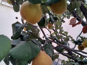 خرید نهال انواع درختان میوه و زینتی