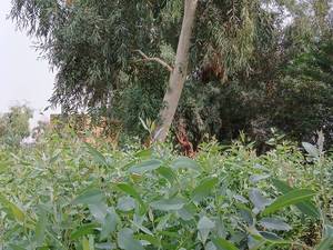 نهال اکالیپتوس برای کاشت و فضای سبز