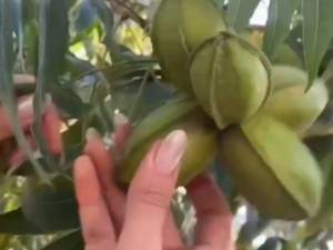 نهال گردوی پکان مکزیکی؛ خرید نهال پکان مکزیکی
