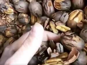 خرید و قیمت گردو پکان مکزیکی