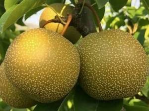 خرید نهال گلابی پرتقالی اسیایی