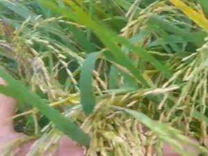 برنج طارم هاشمی اصل عطری با ارسال سراسر کشور