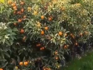 فروش نهال کامکوات گلدانی ۵ و ۶ ساله