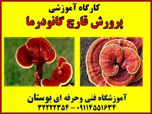 شروع کارگاه آموزشی پرورش قارچ گانودرما