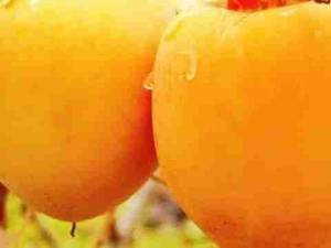 نهال خرمالوی گوجه ای