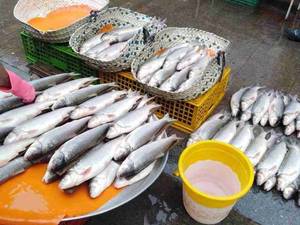 ماهی سفید تی گیلانه کرج