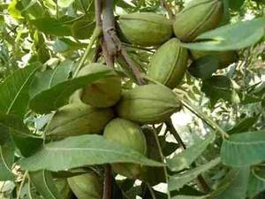 فروش گردو پکان آمریکایی در گلستان