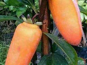 فروش انواع نهال خرمالو در نهالستان سارانی