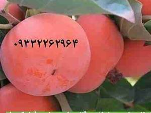 فروش انواع نهال خرمالو در نهالستان سارانی