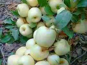 فروش تخصصی نهال سیب سفید و سیب گلاب در گلستان