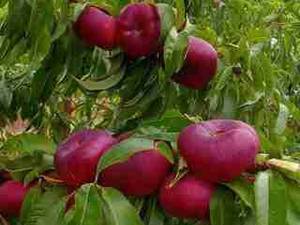 نهال هلو انجیری قرمز