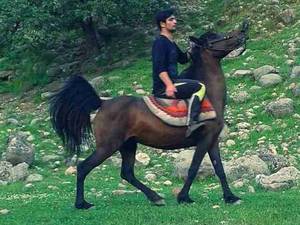تعلیم اسب سواری در شهرکرد