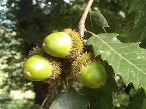 کوره ذغال سازی نادر