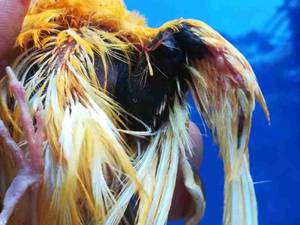 درمان شکستگی بال قناری