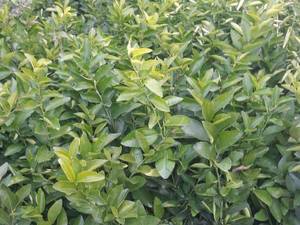 نهال پرشین لایم در نهالستان ندیمی