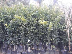 نهال های خونی تاراکو