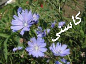 عرق کاسنی در عرقیجات سنتی علمدار در کاشان