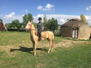 پرورش اسب اصیل ترکمن در گلستان