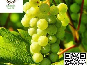 نهال انگور زرد بیدانه نهالستان یاشار