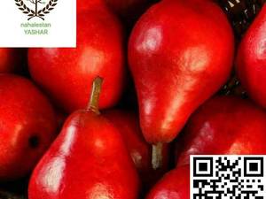 نهال گلابی رد آنجو نهالستان یاشار
