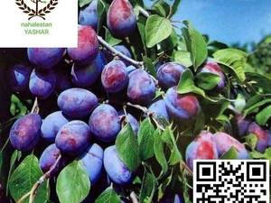 نهال آلو بخارا نهالستان یاشار
