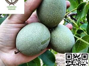 نهال گردو ژنوتیپ نهالستان یاشار