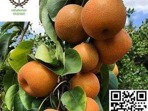 نهال گلابی پرتقالی نهالستان یاشار
