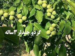 فروش انواع گردو چندلر در میاندوآب