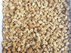 عطاری محمد در دزفول