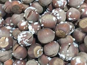 سوغات سرای معین در کلاچای