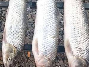 سوغات سرای معین در کلاچای