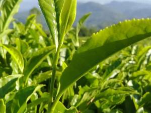 سوغات سرای معین در کلاچای