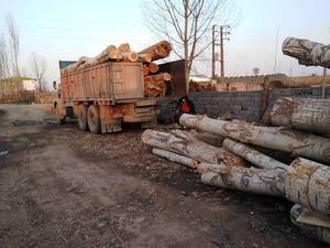 چوب بری و پالت سازی نظری در آمل