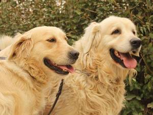 فروش سگ گلدن روتریور  در کرج