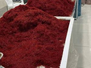 پخش گسترده زعفران در سطح کشور