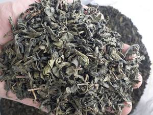 چای سبز طبیعی در لاهیجان