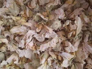 فروش گل ختمی سفیدو مشکی و بنفش درصدرا