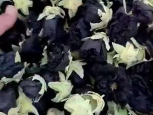 فروش گل ختمی سفیدو مشکی و بنفش درصدرا